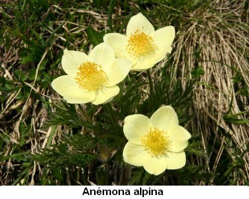 Anémona alpina.jpg